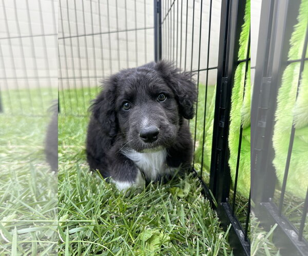 Medium Photo #2 Mutt Puppy For Sale in Germantown, OH, USA