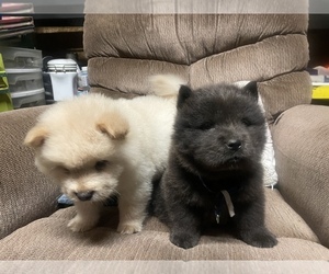 Chow Chow Puppy for sale in MACON, GA, USA