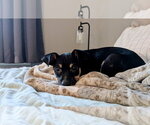 Small #8 Rat Terrier Mix