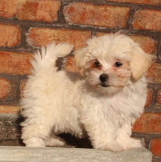 Maltese Puppy for sale in GAP, PA, USA