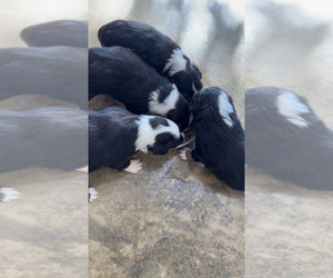 Miniature Australian Shepherd Litter for sale in BLOOMINGTON, IN, USA