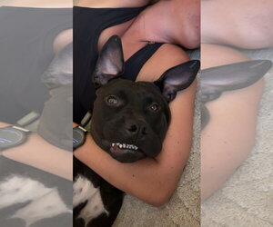 Bubba - Male American Pit Bull Terrier-Unknown Mix Dog for Adoption - Photo #12