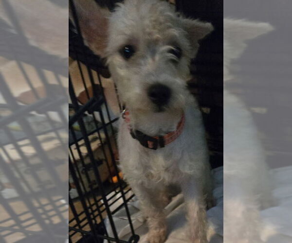 Medium Photo #1 Norwich Terrier-Unknown Mix Puppy For Sale in San Antonio, TX, USA