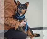 Small #3 Australian Kelpie-German Shepherd Dog Mix