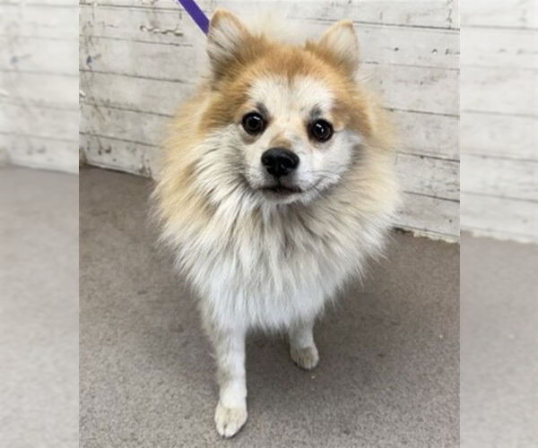 Medium Photo #1 Pomeranian Puppy For Sale in San Bernardino, CA, USA