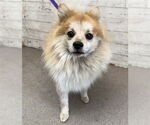 Small Pomeranian