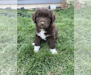 Australian Retriever-Australian Shepherd Mix Puppy for sale in DILLON, MT, USA