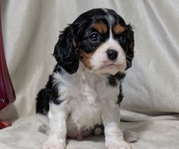 Medium Photo #4 Cavalier King Charles Spaniel Puppy For Sale in GOSHEN, IN, USA