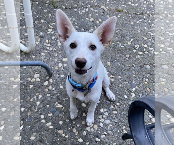 Medium Photo #1 Shepradors Puppy For Sale in Davis, CA, USA