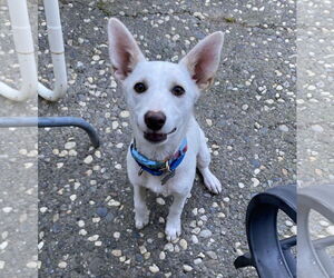 Shepradors Dogs for adoption in Davis, CA, USA