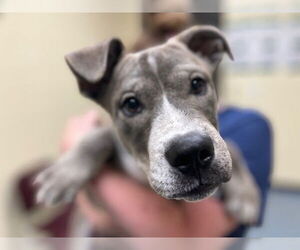American Pit Bull Terrier Dogs for adoption in Denver, CO, USA