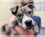 Small American Pit Bull Terrier