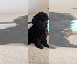 Poodle (Toy) Puppy for sale in CULLMAN, AL, USA