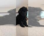 Small Poodle (Toy)