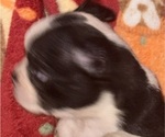 Small #1 Faux Frenchbo Bulldog