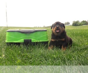 Rottweiler Puppy for sale in CASSVILLE, MO, USA