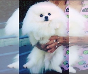 Father of the Pomeranian puppies born on 08/19/2020