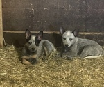 Small Photo #3 Australian Cattle Dog Puppy For Sale in MIDDLEBORO, MA, USA