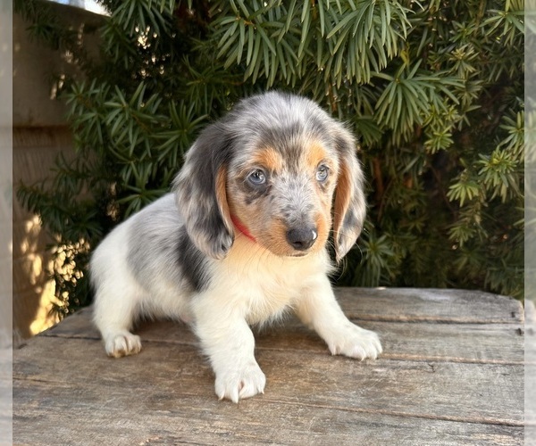 Medium Photo #2 Dachshund Puppy For Sale in MIDDLEBURY, IN, USA