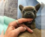 Small Photo #4 French Bullhuahua Puppy For Sale in LEAVENWORTH, WA, USA