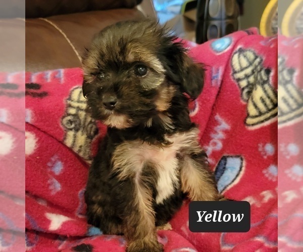 Medium Photo #1 Poodle (Toy)-Yorkshire Terrier Mix Puppy For Sale in BERESFORD, SD, USA