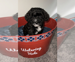 Small Photo #2 Maltipoo Puppy For Sale in PARAGON, IN, USA