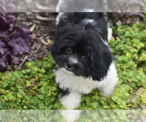 Cavachon Puppy for Sale in ELDORADO, Ohio USA