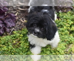 Small Cavachon