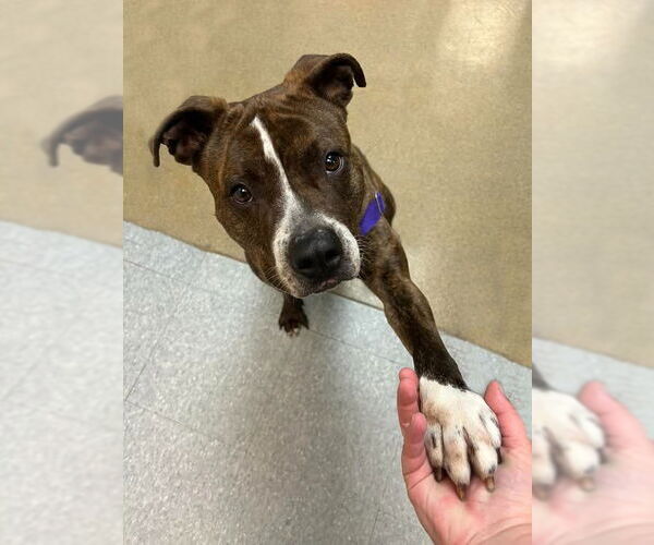 Medium Photo #5 American Staffordshire Terrier Puppy For Sale in Sayreville, NJ, NJ, USA