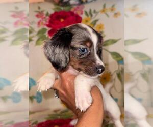 Dachshund Puppy for sale in WHITE OAK, NC, USA