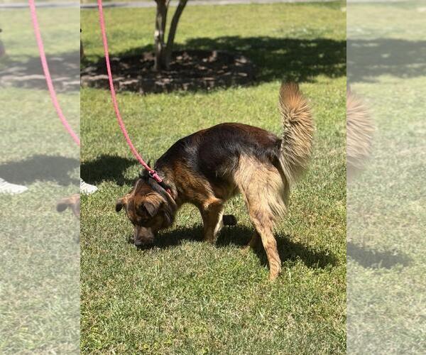 Medium Photo #3 Australian Shepherd-German Shepherd Dog Mix Puppy For Sale in Yardley, PA, USA