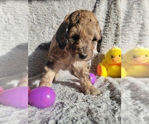 Poodle (Standard) Puppy for sale in SPOKANE VALLEY, WA, USA