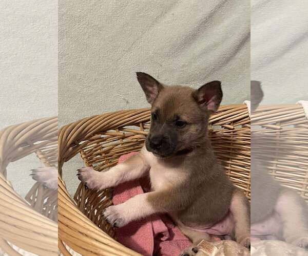 Medium Photo #7 Mutt Puppy For Sale in Westwood, NJ, USA