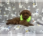 Small Cavapoo