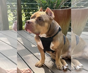 Boomer - Male American Staffordshire Terrier-Bulldog Mix Dog for Adoption - Photo #10
