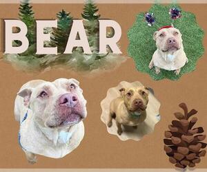 American Pit Bull Terrier Dogs for adoption in Pearland, TX, USA