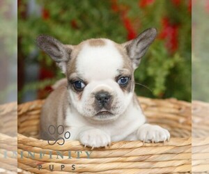 French Bulldog Puppy for sale in RONKS, PA, USA
