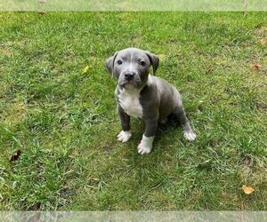 Bullypit Puppy for sale in THREE RIVERS, MI, USA