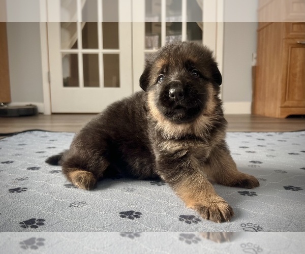 Medium Photo #7 German Shepherd Dog Puppy For Sale in MAPLE GROVE, MN, USA