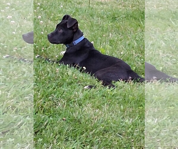 Medium Photo #6 American Pit Bull Terrier-Labrador Retriever Mix Puppy For Sale in Germantown, OH, USA