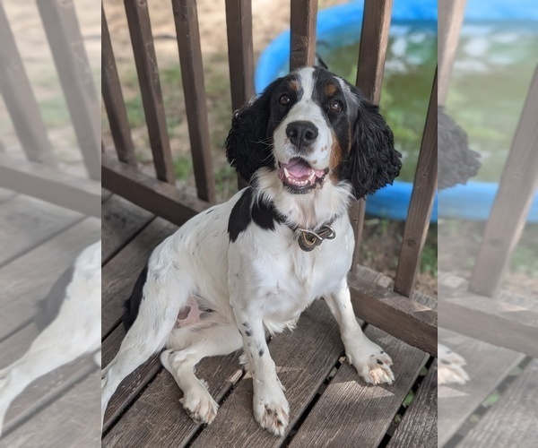 Medium Photo #2 English Springer Spaniel Puppy For Sale in MULKEYTOWN, IL, USA
