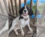Small #1 English Springer Spaniel
