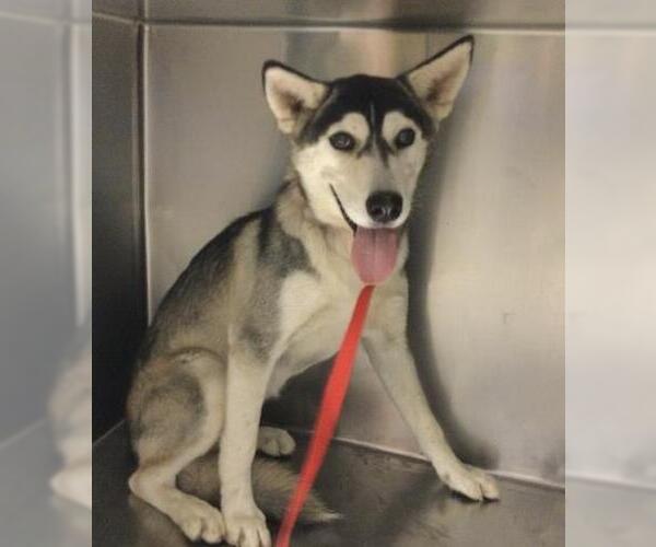 Medium Photo #1 Siberian Husky-Unknown Mix Puppy For Sale in Riverside, CA, USA