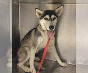 Medium Siberian Husky Mix