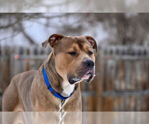 Zeus - Male Mutt Dog for Adoption - Photo #4