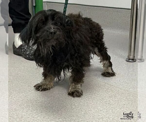 Medium Photo #3 Aussiedoodle Miniature  Puppy For Sale in Washington, DC, USA