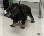 Small Photo #3 Aussiedoodle Miniature  Puppy For Sale in Washington, DC, USA
