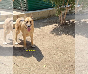 NORMAN - Male Siberian Husky-Unknown Mix Dog for Adoption - Photo #10