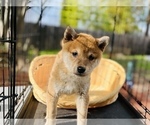 Small #24 Shiba Inu