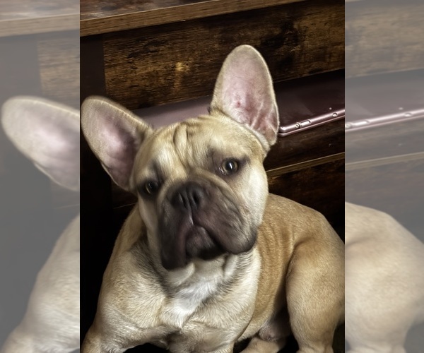 Medium Photo #1 French Bulldog Puppy For Sale in PHOENIX, AZ, USA